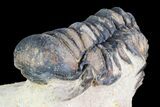 Crotalocephalina Trilobite - Foum Zguid, Morocco #75464-4